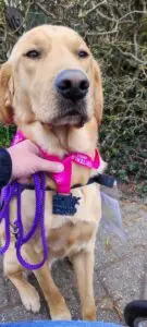 Lees meer over het artikel Kensi en hulphond Zorro beide een medaille bij de Dijkloop in Hoorn